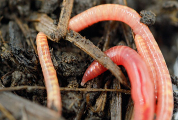 Earthworm in the ground close-up