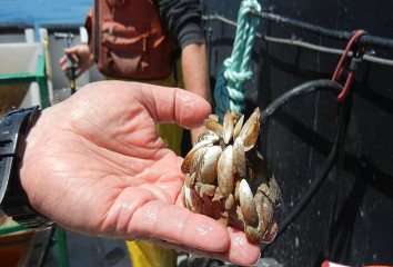 Rock covered in quagga mussels was collected in a Ponar grab in Lake Michigan during the 2015 CSMI benthic survey, July 23, 2015. Credit: NOAA