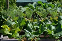 Carreau de jardin où poussent diverses salades vertes.