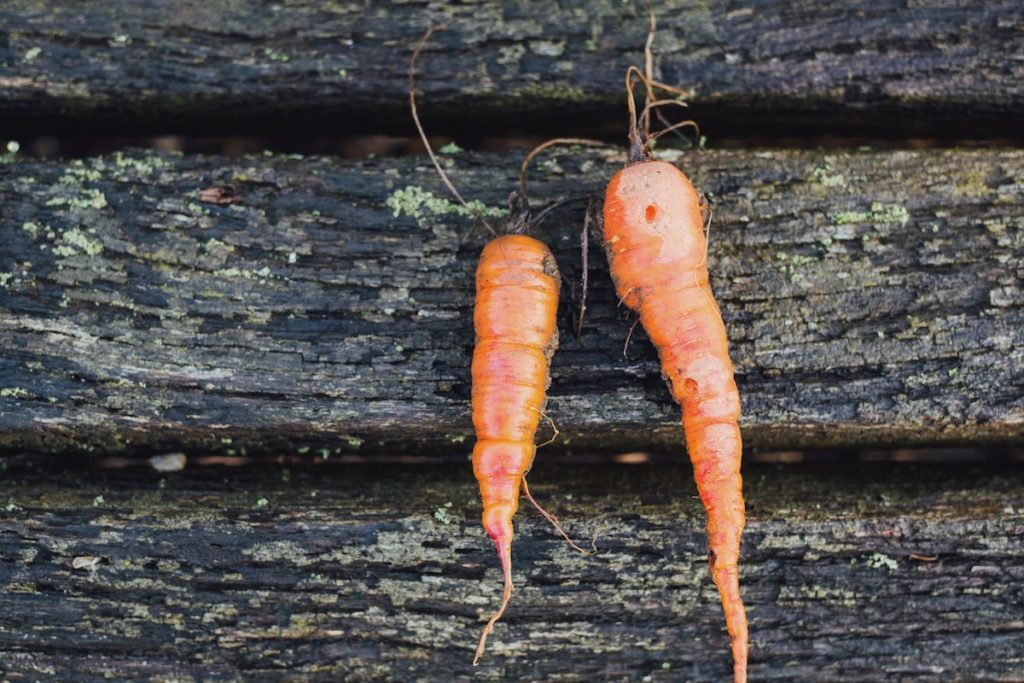 Carottes en terrain miné