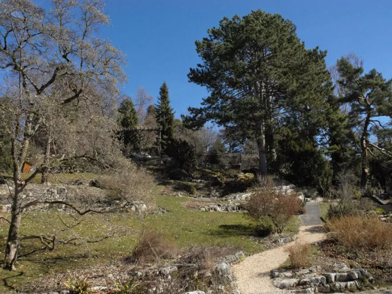 Sauvageons-en-ville-Chene-Jardin-Botanique-001