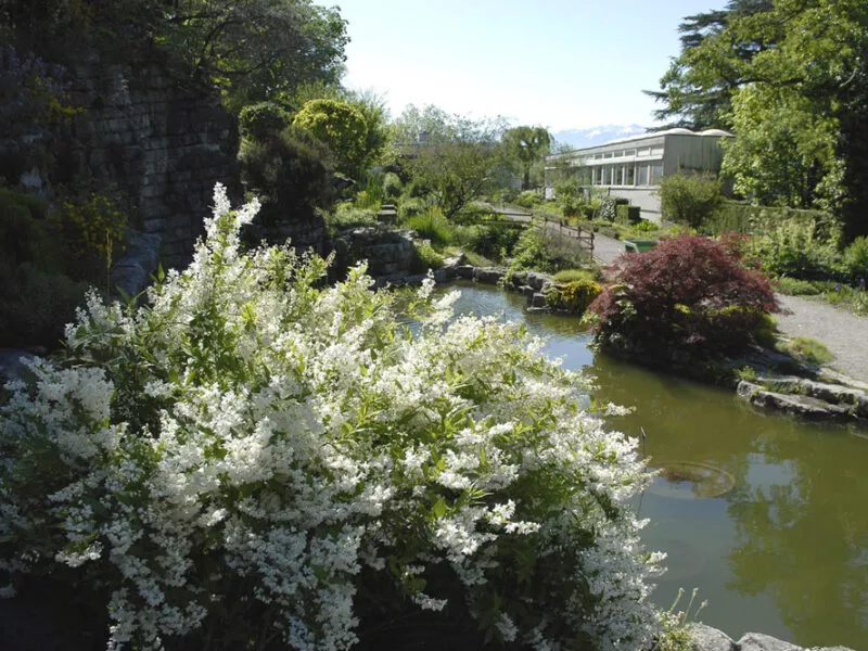 Sauvageons-en-ville-Chene-Jardin-Botanique-002