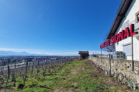 Bâtiment devant une vigne avec l'enseigne "Cave du Signal".