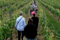 Personnes marchant dans une vigne.