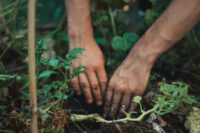 Mains d'un jardinier qui met des plantes en terre.
