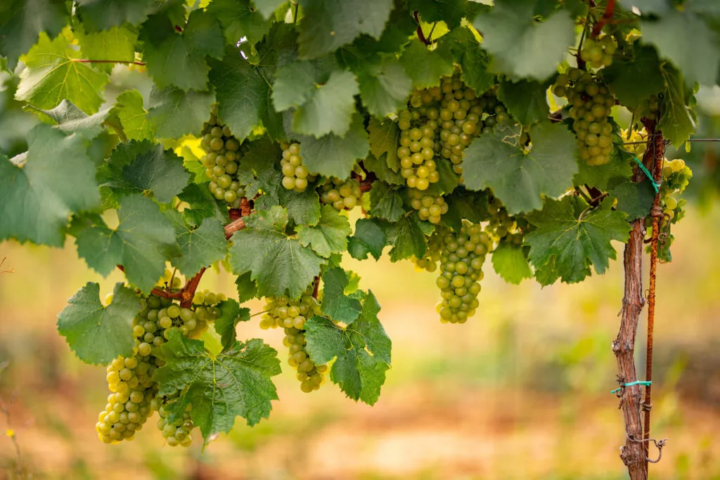 Grappes de raisin sur pied, avec un fond clair qui évoque une vigne.