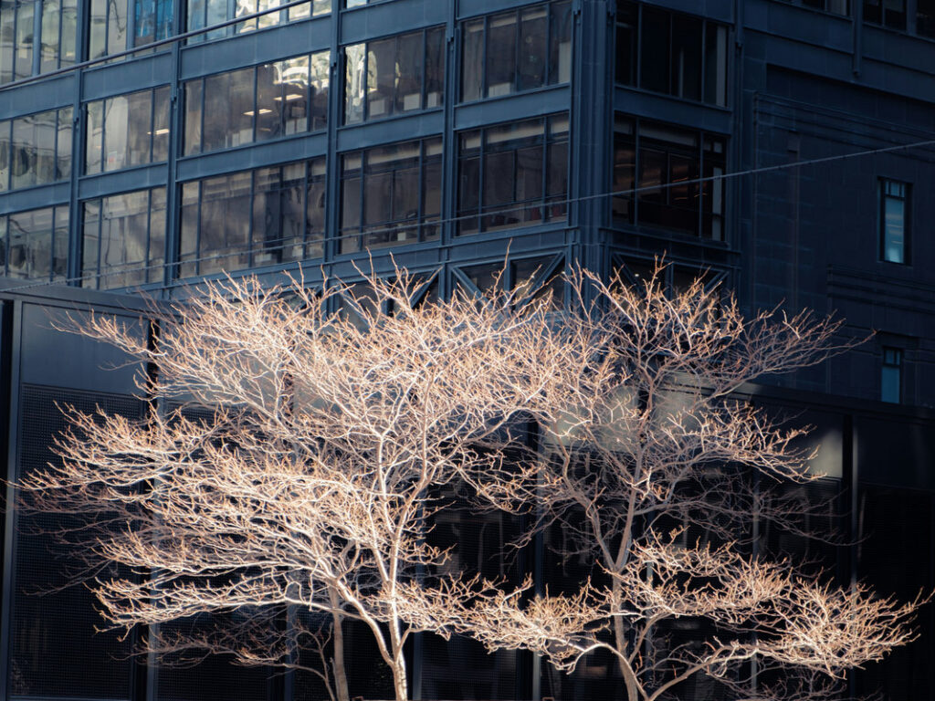 Arbre prenant le soleil devant la façade sombre d'un building.