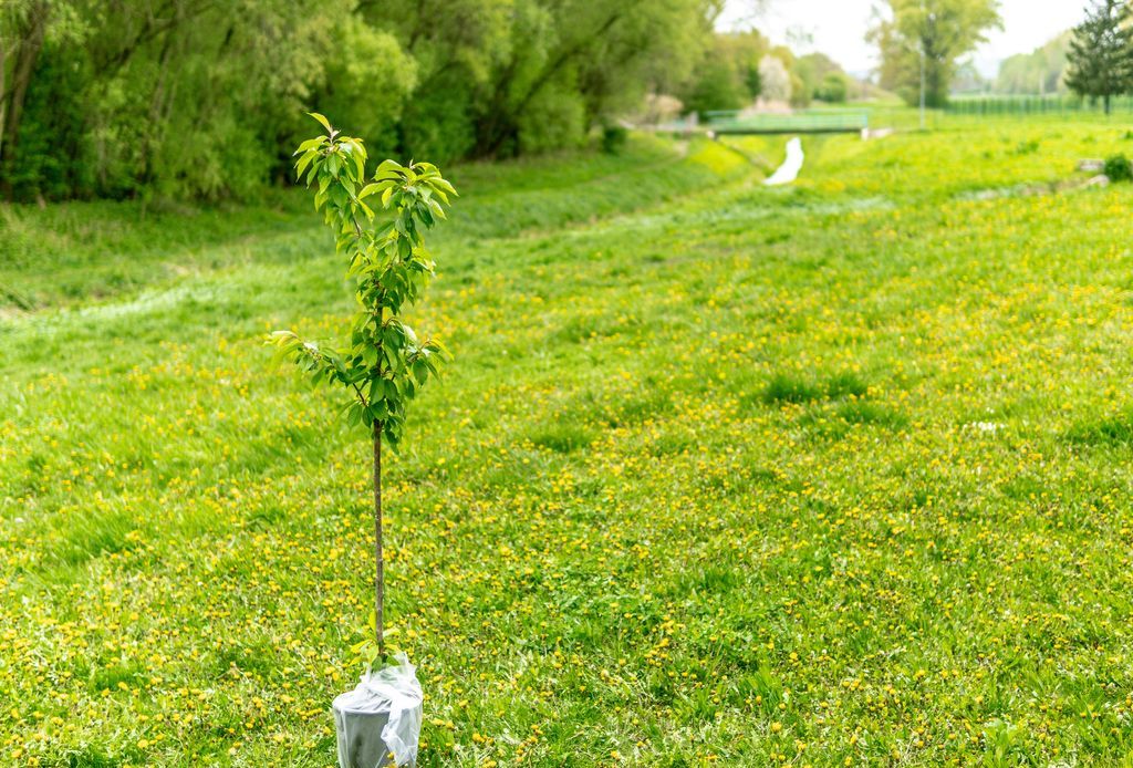 Sauvageons_en_ville_2024_1_arbres_1024x694_03 Sauvageons en ville - découvrir une autre nature en ville à Lausanne et à Morges